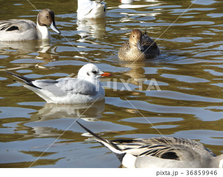 稲毛海浜公園の池に来た冬の渡り鳥ユリカモメとオナガガモ 36859946
