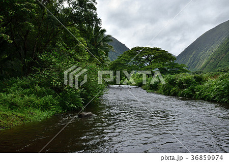 ハワイ島ワイピオ渓谷ツアー風景 ハワイ島ワイピオ渓谷ツアー風景 36859974