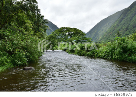 ハワイ島ワイピオ渓谷ツアー風景 ハワイ島ワイピオ渓谷ツアー風景 36859975