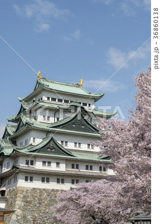 満開の桜と名古屋城 36860138