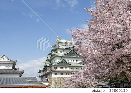 満開の桜と名古屋城 36860139