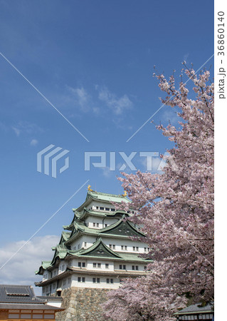 満開の桜と名古屋城 36860140