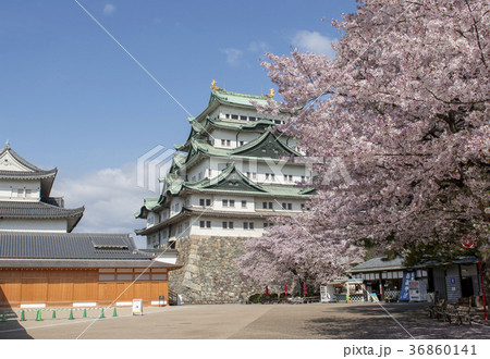 満開の桜と名古屋城 36860141