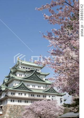満開の桜と名古屋城 36860142