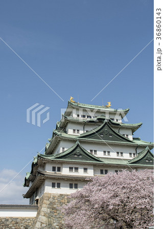 満開の桜と名古屋城 36860143