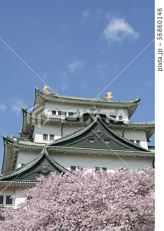 満開の桜と名古屋城 36860146