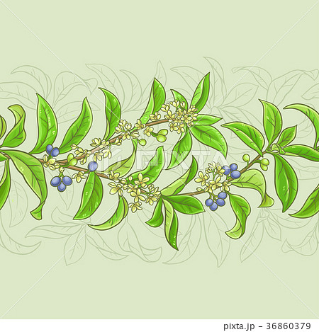 osmanthus vector pattern 36860379