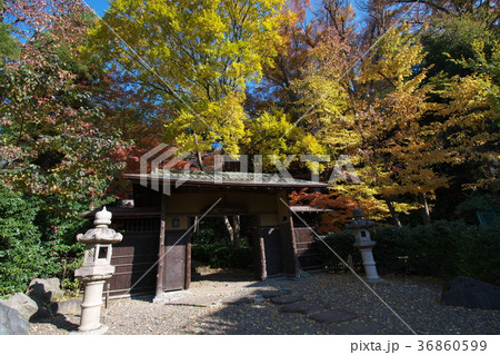 五島美術館の裏門　晩秋　紅葉 36860599