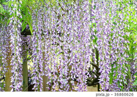 奈良・五月の萬葉植物園２ 36860626