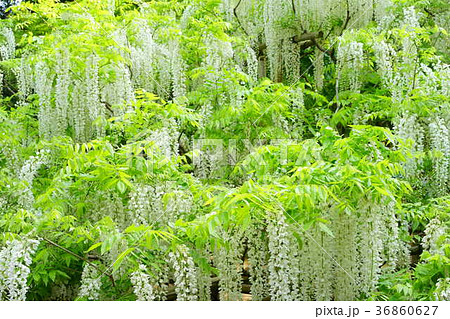 奈良・五月の萬葉植物園1 奈良・五月の萬葉植物園1 36860627