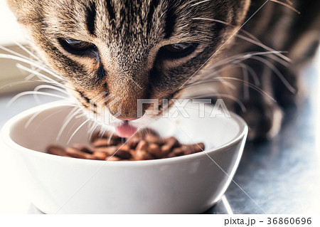 キャットフード食べる猫 36860696