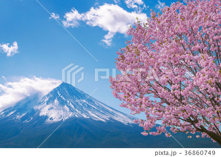 Fuji mountain and cherry blossoms in spring, Japan Fuji mountain and cherry blossoms in spring, Japan 36860749
