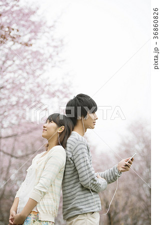 桜の前で音楽を聴くカップルの写真素材