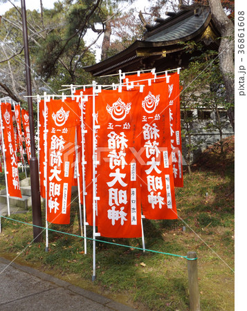 浅間神社お稲荷さんの赤いのぼり 36861608