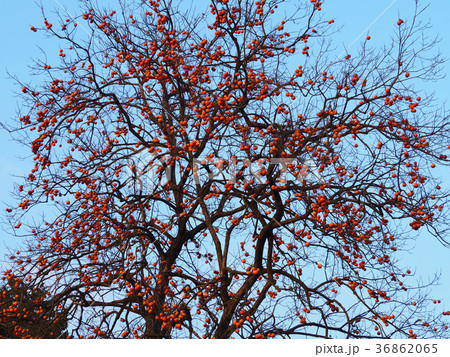 柿の木 36862065