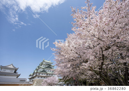 満開の桜と名古屋城 満開の桜と名古屋城 36862280
