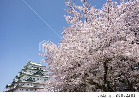 満開の桜と名古屋城 36862281