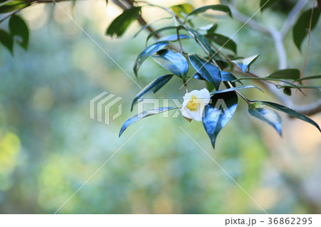 ツバキの花 ツバキの花 36862295