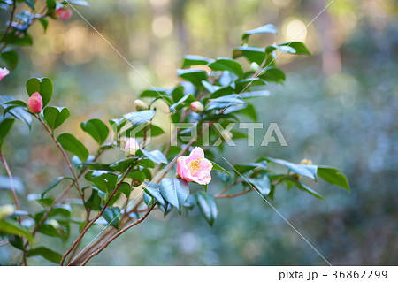 ツバキの花 36862299