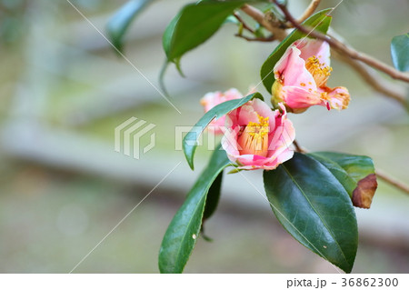 ツバキの花 36862300