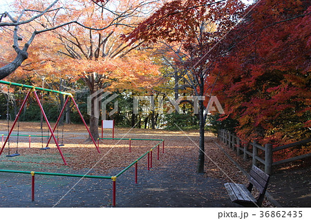 秋の綱島公園 秋の綱島公園 36862435