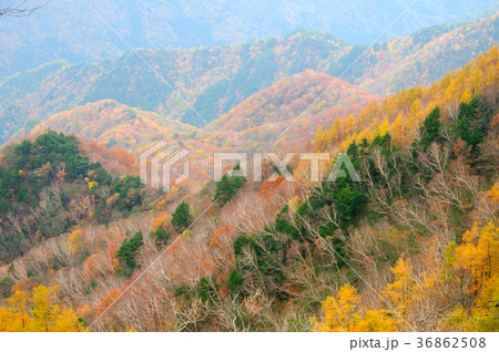 日光半月山の紅葉 日光半月山の紅葉 36862508