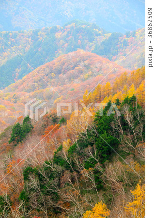日光半月山の紅葉 日光半月山の紅葉 36862509