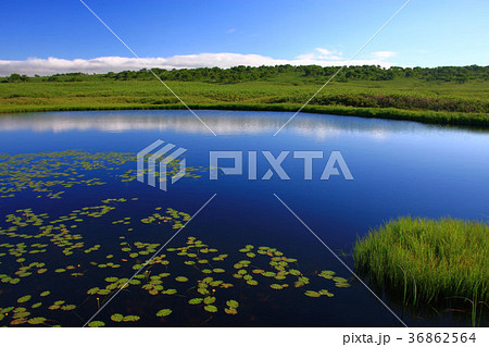 夏の雨竜沼湿原 夏の雨竜沼湿原 36862564