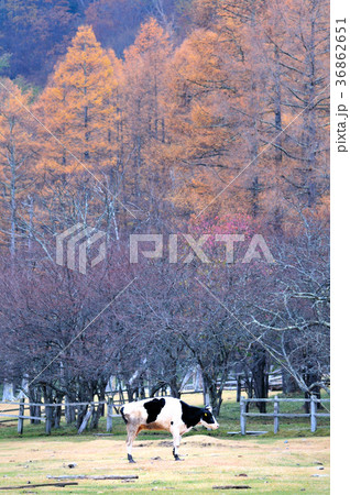 日光光徳牧場の牛と紅葉 日光光徳牧場の牛と紅葉 36862651
