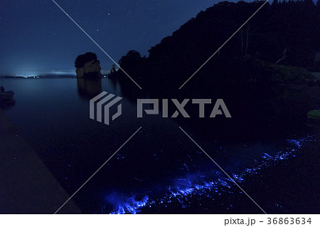 能登島　海ほたる観察 36863634