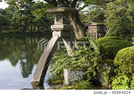 夏の兼六園　ことじ灯籠 36864024