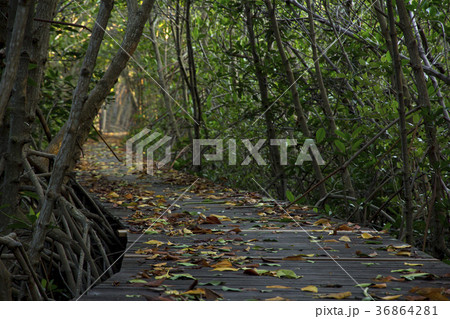 Wooden Bridge in Mangrove Forest at Laem Phak Bia 36864281