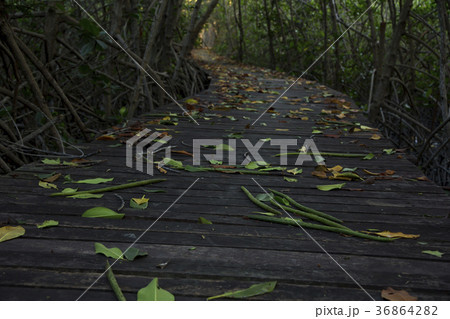 Wooden Bridge in Mangrove Forest at Laem Phak Bia 36864282