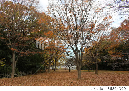 太尾見晴らしの丘公園（横浜市港北区） 36864300