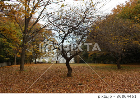 誰もいない公園 誰もいない公園 36864461