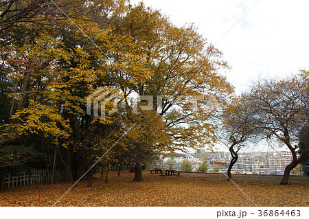 太尾見晴らしの丘公園(横浜市港北区) 太尾見晴らしの丘公園(横浜市港北区) 36864463