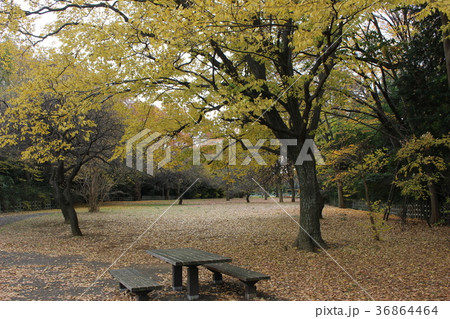 太尾見晴らしの丘公園(横浜市港北区) 太尾見晴らしの丘公園(横浜市港北区) 36864464