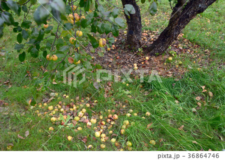 Fallen apples 36864746