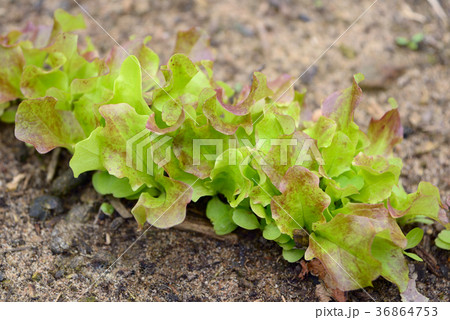 New lettuce 36864753