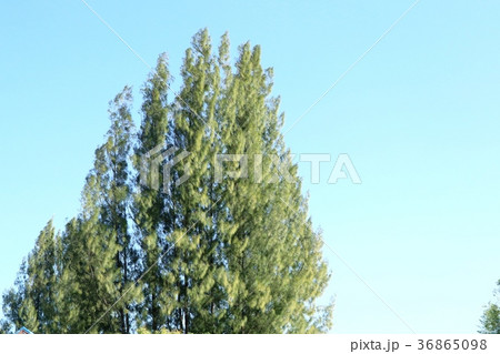 Pine tree in tropical Pine tree in tropical 36865098