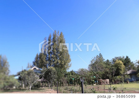 Pine tree in tropical Pine tree in tropical 36865099