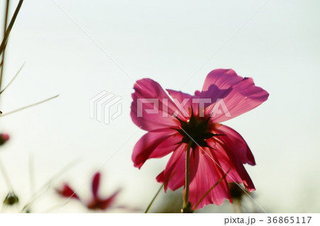 Pink cosmos in tropical Pink cosmos in tropical 36865117