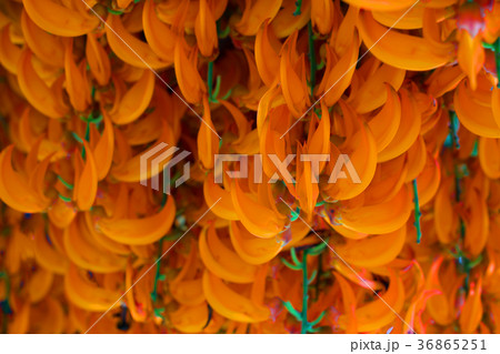 Red Jade Vine or New Guinea Creeper or flo Red Jade Vine or New Guinea Creeper or flo 36865251