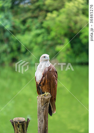 Red eagle Thailand sitting on tree branch 36865276