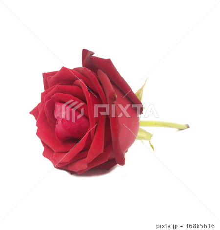 red rose isolated on white background red rose isolated on white background 36865616