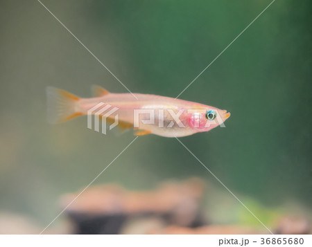 ヒメダカ 36865680