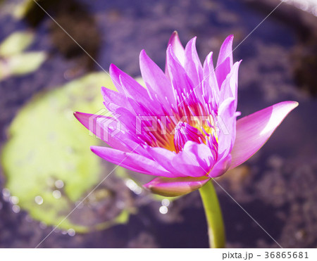 Violet water lily lotus flowers in the pool 36865681