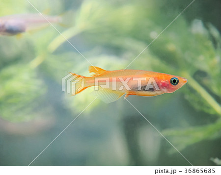 ヒメダカ 36865685
