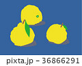 ゴロゴロゆず ゴロゴロゆず 36866291