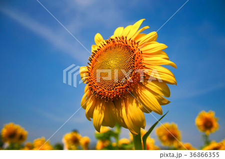 Sunflower in blue sky 36866355